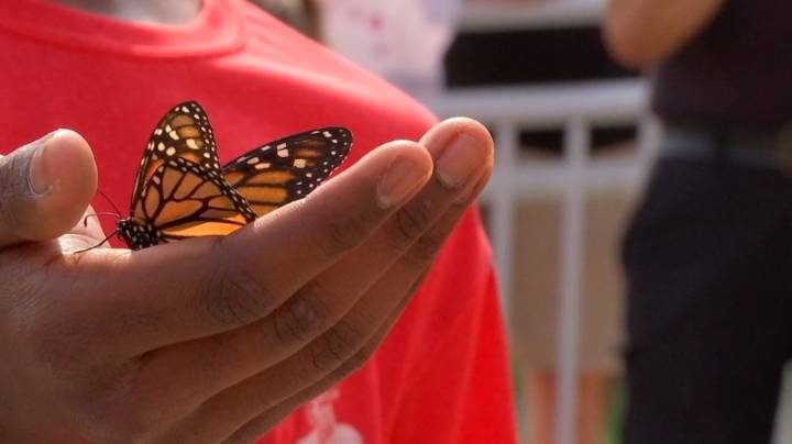 Guilderland students release butterflies as part of Butterfly Station Project
