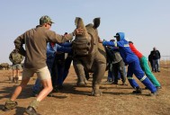 South African rhino breeder accused of running $14 million horn smuggling ring
