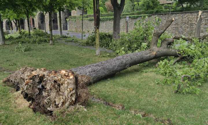Worker killed by falling tree branch in Montreal