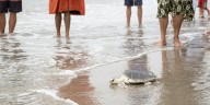 VIDEO: Endangered sea turtle released back into Atlantic from NYC beach
