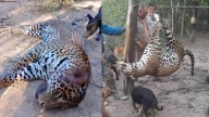 Irán a la cárcel los que cazaron y carnearon a un yaguareté
