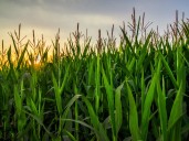 ¿Esta sobrestimada la huella de carbono del maíz en Argentina?