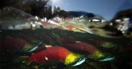 B.C. recreational anglers get rare chance for sockeye, amid bumper salmon run