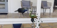 Longboat Key’s peacock population declining by design