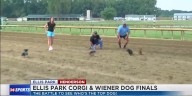 ‘Lady’ earns Top Dog status, at Ellis Park Corgi & Wiener dog races