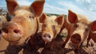 Young Man Swears Off Farmer Sausage When He Discovers the Truth About Natural Casings
