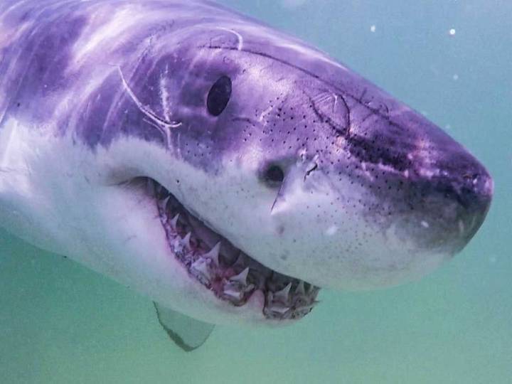 Great white sharks head north, following seals and alarming beachgoers