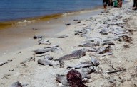 Alertan por Marea Roja en Yucatán; suspenden pesca