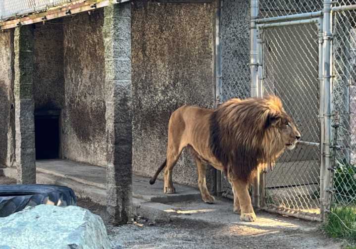 Oregon roadside zoo owner faces racketeering, animal neglect charges in 370 count indictment