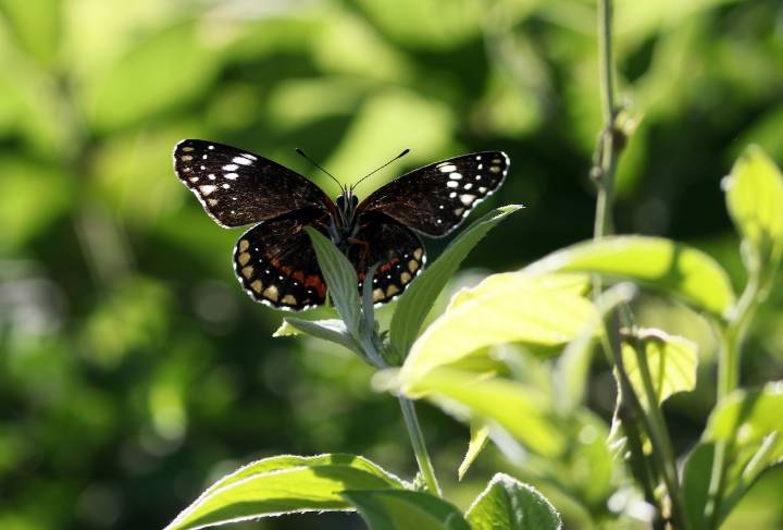 México, Estados Unidos y Canadá participan en la revisión del Capítulo de Medio Ambiente del T