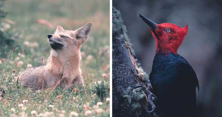 28 Breathtaking Images Of Wildlife By Jürgen Schulmeister