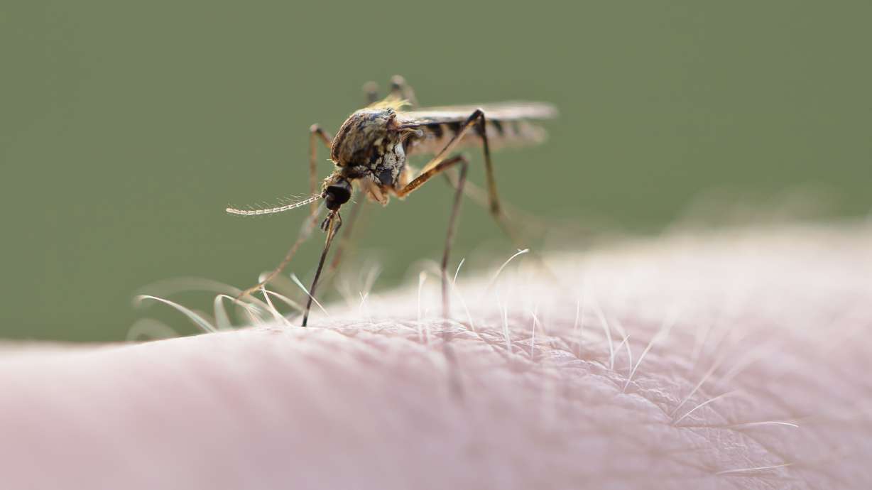 3 human cases of West Nile virus detected in Salt Lake, Cache counties