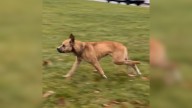 Michigan Shelter Faces Days-Long Struggle To Reunite Two Abandoned Dogs