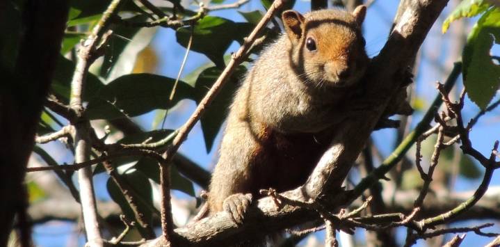 La invasión de ardillas que amenaza a las aves y daña cables en un municipio de Buenos Aires