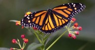 Co-ordinated plan needed to save 'alarmingly low' monarch butterfly population: study