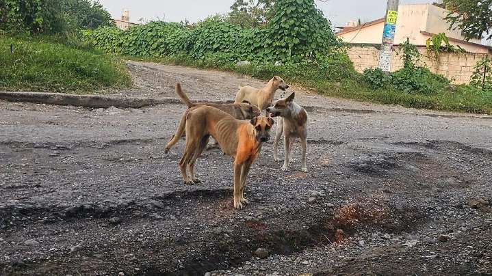 Cuautla: buscan reactivar perrera municipal para atender animales callejeros