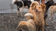 Los científicos no dan crédito tras analizar a los animales de Chernóbil y sentencian: "No son perros"