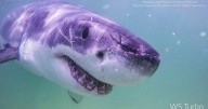 Great white sharks head north, following seals and alarming beachgoers