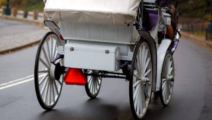 Carriage horse named 'Lady' collapses, dies on Manhattan street