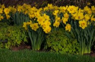 Order bulbs now for fall planting, spring flowers