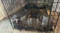 cachorros son rescatados de hogar en Long Island lleno de drogas