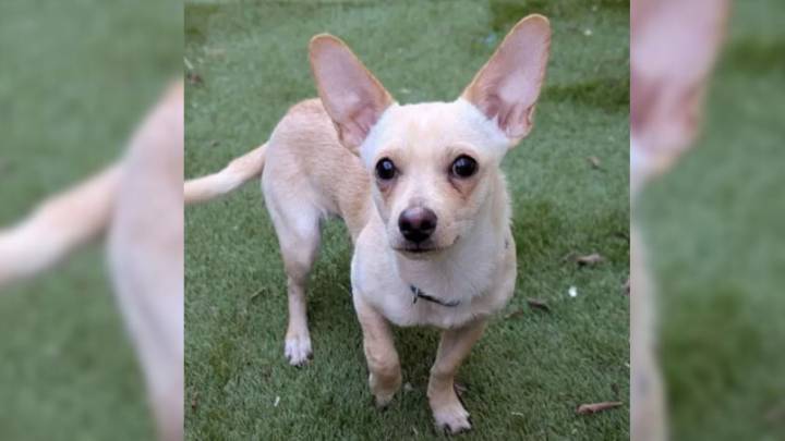 Heartbreak As Sweet Puppy Was Returned To Texas Shelter After 36 Hours And The Reason Is Shocking