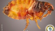 Public Health warns of rising flea-borne typhus cases amid Santa Monica outbreak