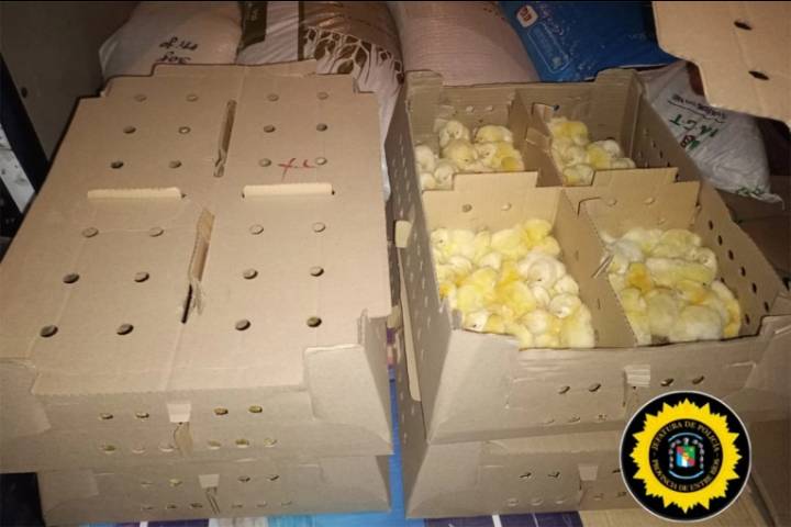 Incautaron pollitos bebé, carne y pescado en distintas rutas de Entre Ríos