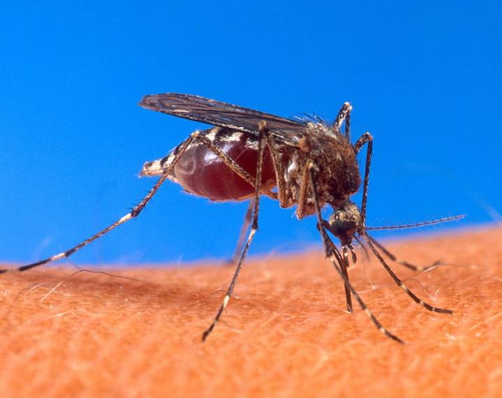 Ibagué superó los 1.600 casos de dengue en el 2025