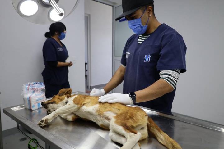 Otorga Huixquilucan cerca de 100 consultas veterinarias y más de 500 esterilizaciones gratuitas