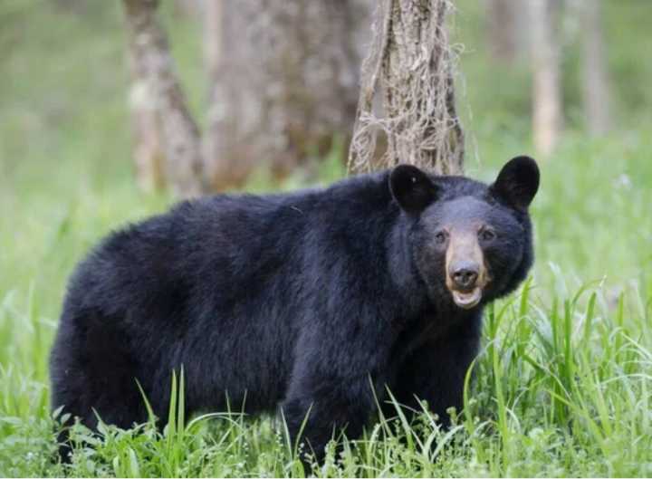 Conoce a los sorprendentes osos negros de Carolina del Norte