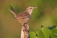 Realizarán el maratón de las aves en Yucatán para registrar la mayor cantidad de especies