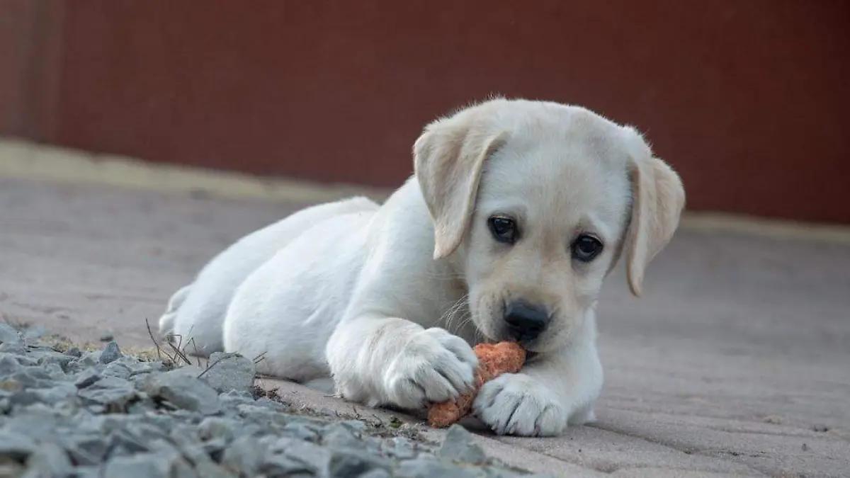 Por qué NO debes darle tomate ni cebolla a tu perro o gato, según veterinarios expertos
