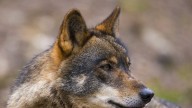 Disparan a un lobo en un coto de caza de Valladolid