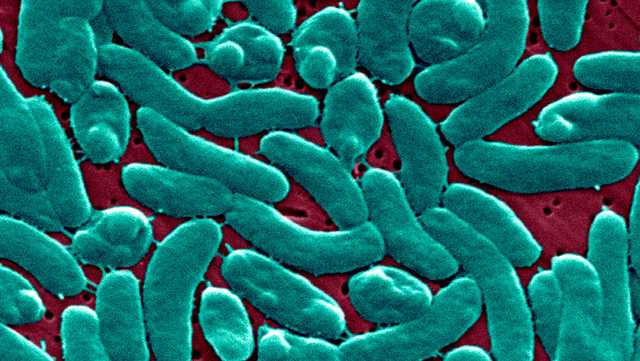 Flesh-eating bacteria cases are rising. Climate change is to blame, say scientists