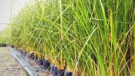 La planta de rápido crecimiento que es perfecta para protegerte de los vecinos chismosos: cuidados y secretos