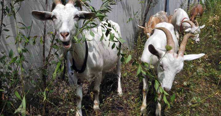Goats clear brush in Kitchener