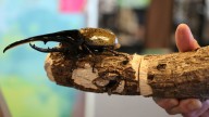 Bugs are popular pets in nature-loving Japan, buzzing with lessons about ecology and species