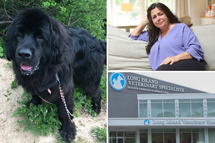 Exclusive | LI animal hospital left beloved dog to die, charged $2,500-a-night -- and lied about his condition, grieving owners claim