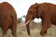 Kenyan farmers use bees and sesame to keep away marauding elephants