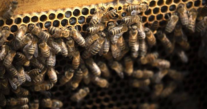 Butte Beekeepers meet monthly