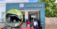Muere adolescente tras presunto contagio de rabia por mordedura de zorrillo en Zacatecas