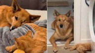 Foster Kitten And California One-Eyed Dog Become Best Friends, What Happens Next Will Melt Your Heart