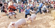 Shenandoah County Fair PIg Scramble