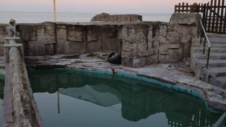 Denuncia contra Montenegro: delfines y lobos marinos abandonados en el ex Aquarium de Mar del Plata