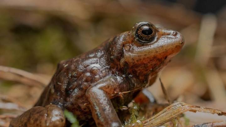 El Podocarpus, un paraíso para la biodiversidad y el ecoturismo en el sur de Ecuador