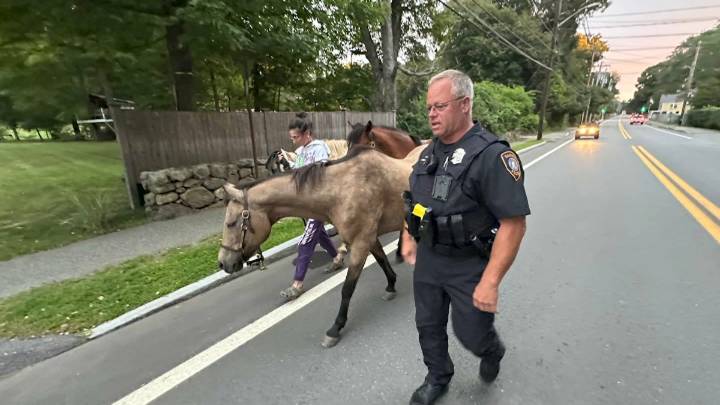 Escaped ponies spotted with police escort in Hamilton