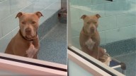 Dog Labeled ‘Intimidating’ Spends More Than 700 Days In Florida Shelter, Still Dreaming Of A Home