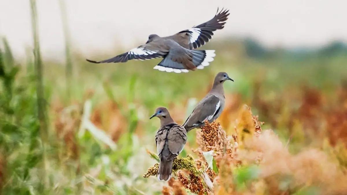 Tamaulipas inicia caza de paloma ala blanca: llegan cazadores nacionales e internacionales