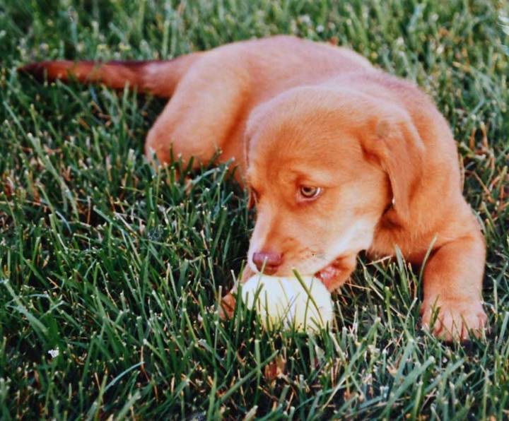 Find a friend for International Dog Day!